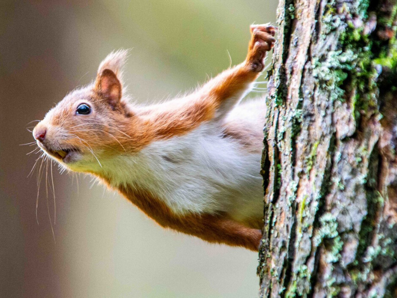 Red squirrels drive slow images